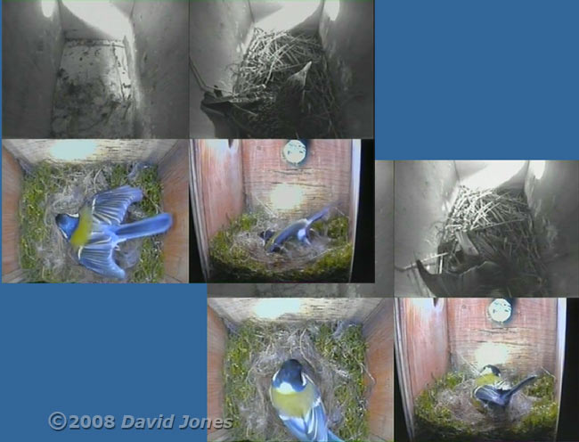 The Great Tit female and the Starling male shuffling