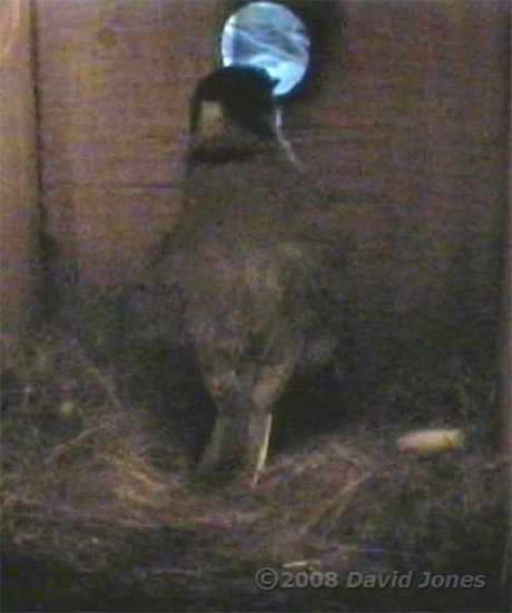 Female Great Tit prepares to leave at 6.32am
