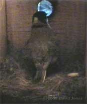 Female Great Tit prepares to leave at 6.32am