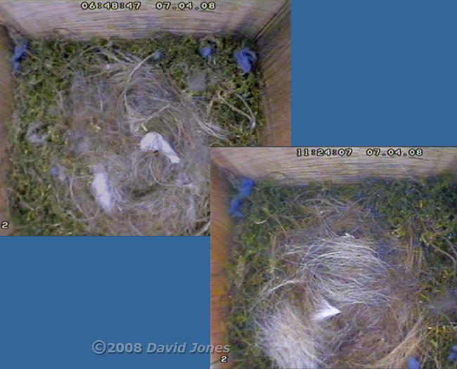 Nest cup (and egg) covered by female during the morning