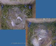 Nest cup (and egg) covered by female during the morning