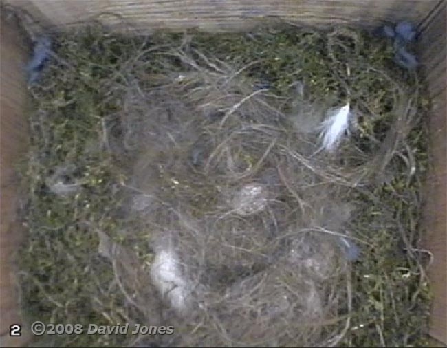 The Great Tits' first egg, largely hidden at the bottom of the nest cup
