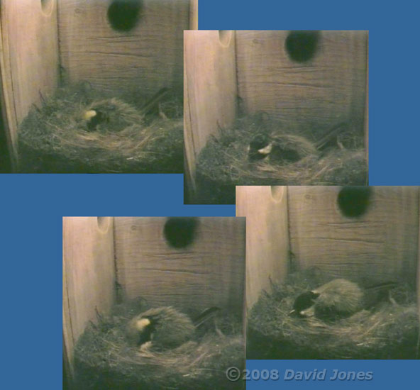 Egg laying seen from the side cctv camera
