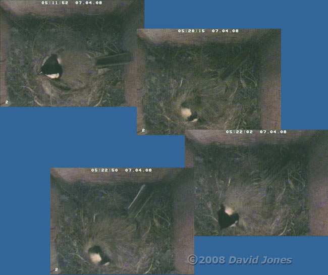 Egg laying seen from top cctv camera