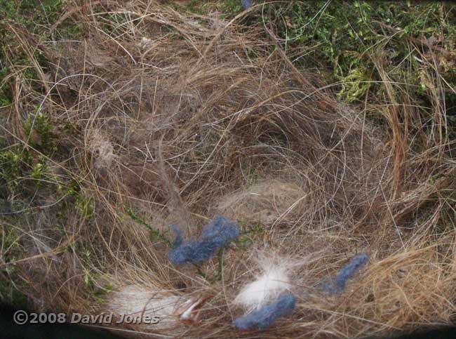 Nest cup at 11am (egg is hidden)