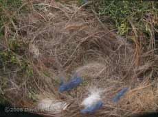 Nest cup at 11am (egg is hidden)