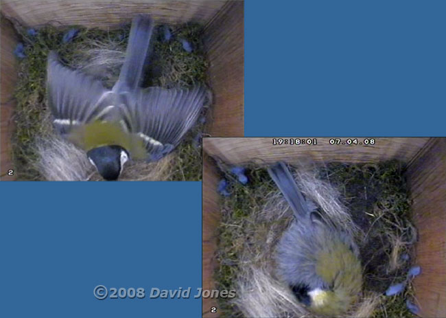 The female Great Tit settles for the night