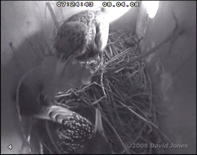 Starlings busy in box R this morning