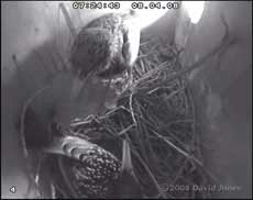 Starlings busy in box R this morning