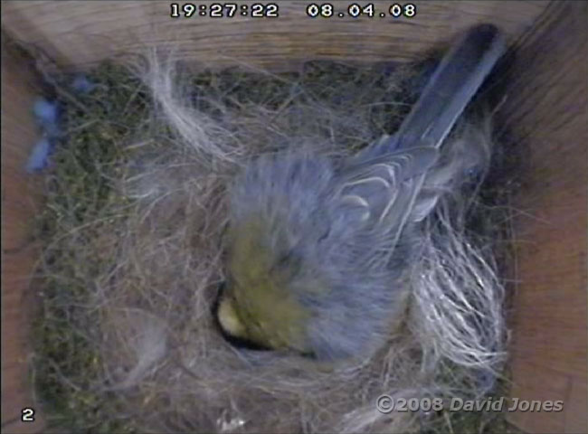Great Tit female checks on eggs tonight