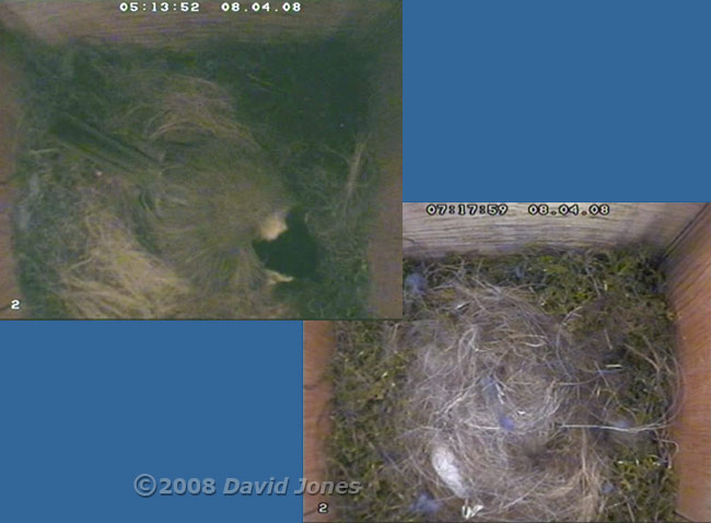 Great Tit female and nest this morning