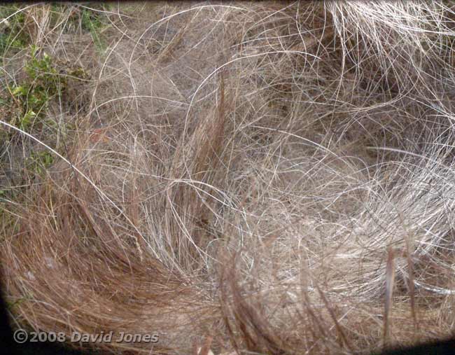 Great Tit nest cup this morning (with eggs hidden under hair)