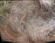 Great Tit nest cup this morning (with eggs hidden under hair)