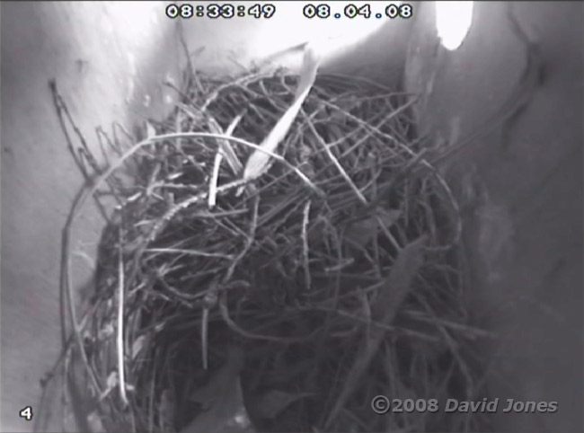Starling nest at 8.33am - floor now covered