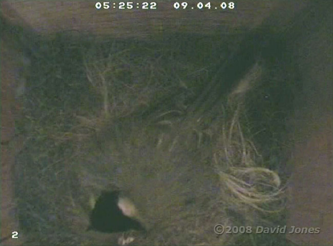 Great Tit female as she lays her third egg