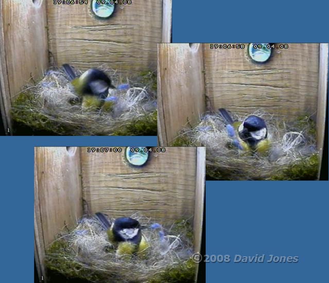 Great Tit - playing ping-pong