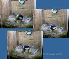 Great Tit - playing ping-pong