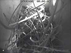 The Starlings' nest today