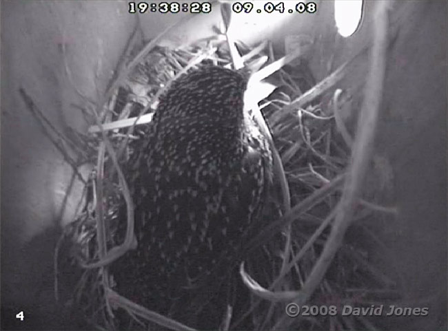 The female Starling settling in nest R tonight