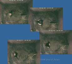 Great Tit lays her fourth egg