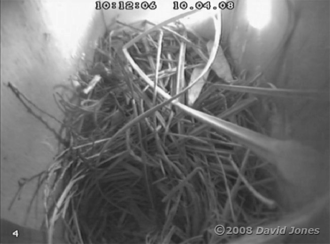 The Starlings' nest today