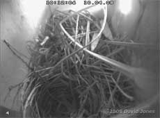 The Starlings' nest today