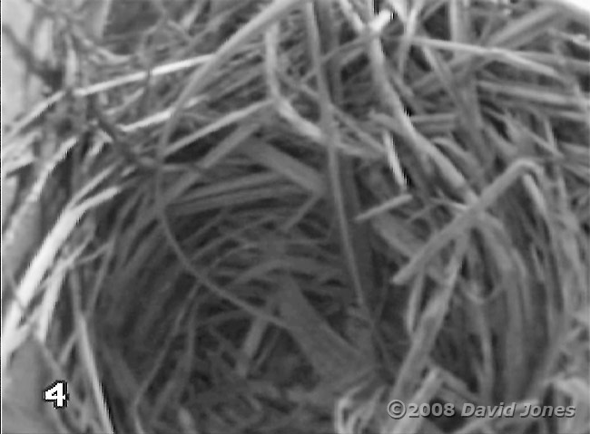 The Starlings' nest today - close-up of nest cup