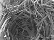 The Starlings' nest today - close-up of nest cup