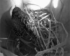 The female Starling this morning - 1