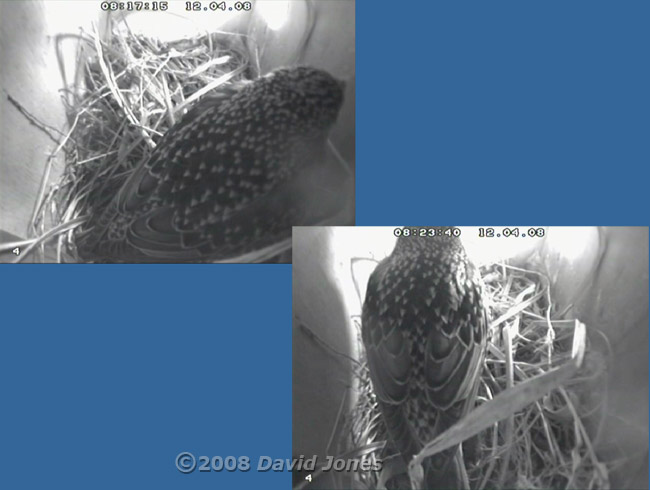 The female Starling this morning - 2