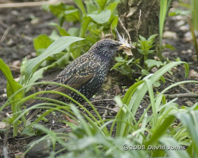 The female Starling collects material for her nest
