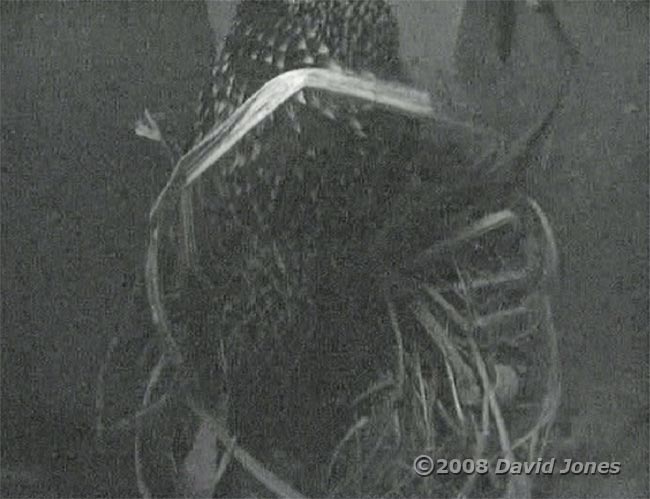 The female Starling in box R at 9.15pm