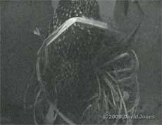 The female Starling in box R at 9.15pm