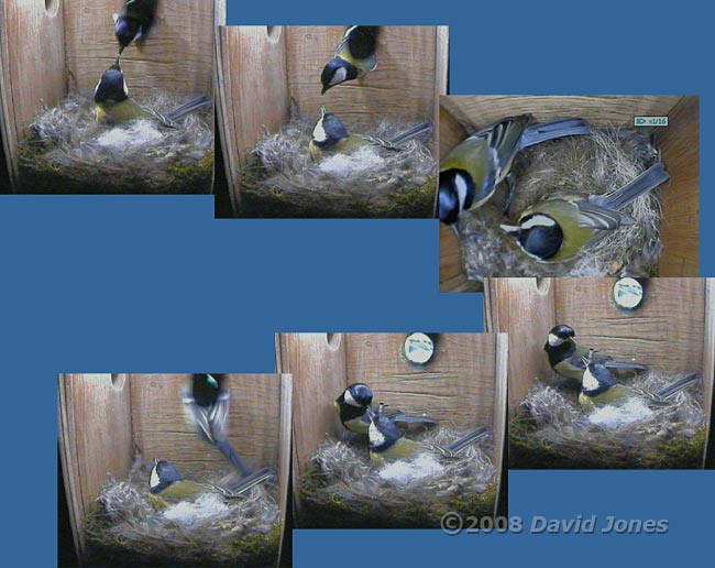 The Great Tit male feeds his partner this evening