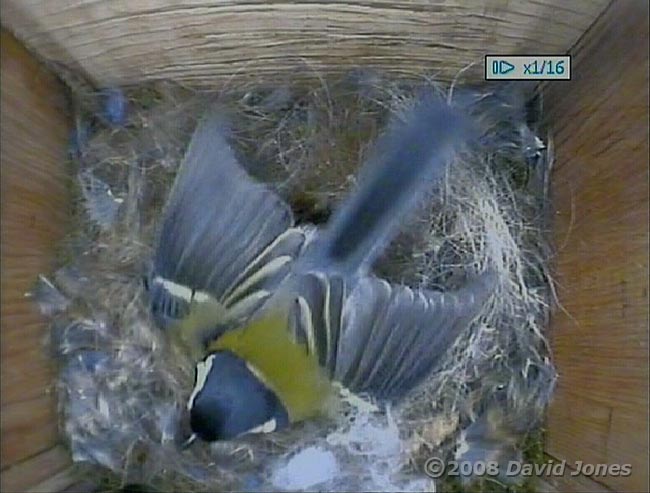 The Great Tit female shuffles on a nest covered with small blue feathers(?)