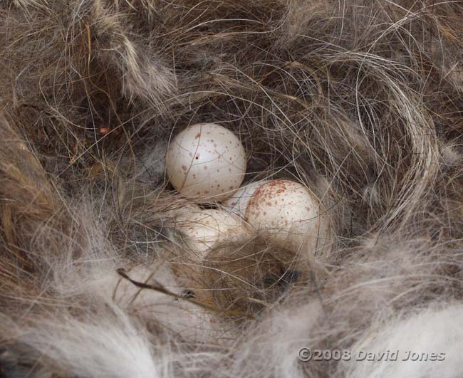 Some of the Great Tit eggs this evening