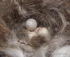Some of the Great Tit eggs this evening