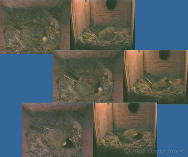 The Great Tit female lays her eighth egg