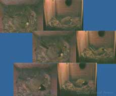 The Great Tit female lays her eighth egg