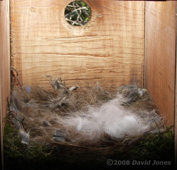 The Great Tit nest this morning