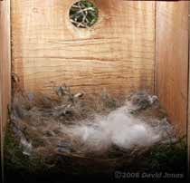 The Great Tit nest this morning