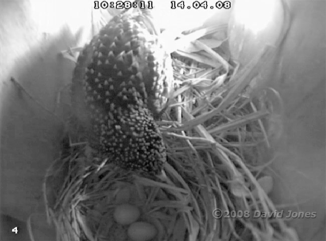 The Starlings' second egg laid this morning