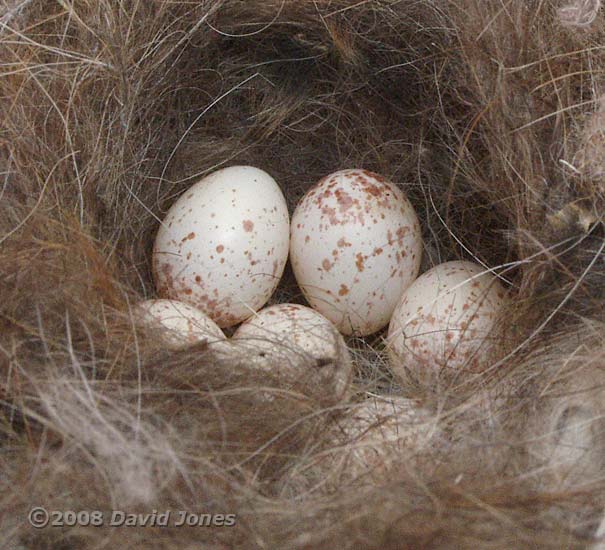 Close-up of some of the Great Tit eggs this morning