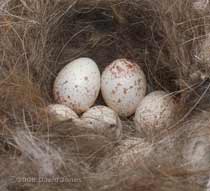 Close-up of some of the Great Tit eggs this morning