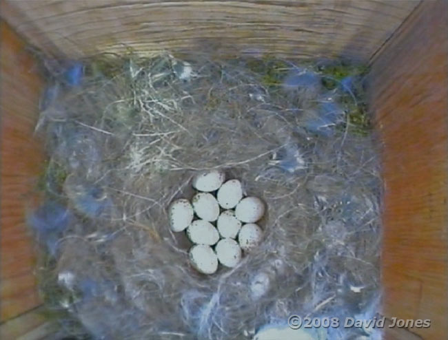 The ten Great Tit eggs this morning