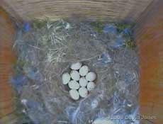 The ten Great Tit eggs this morning