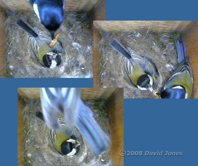Male Great Tit brings chrysalis for his mate at 10.13am
