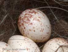 Close-up of a Great Tit egg this morning