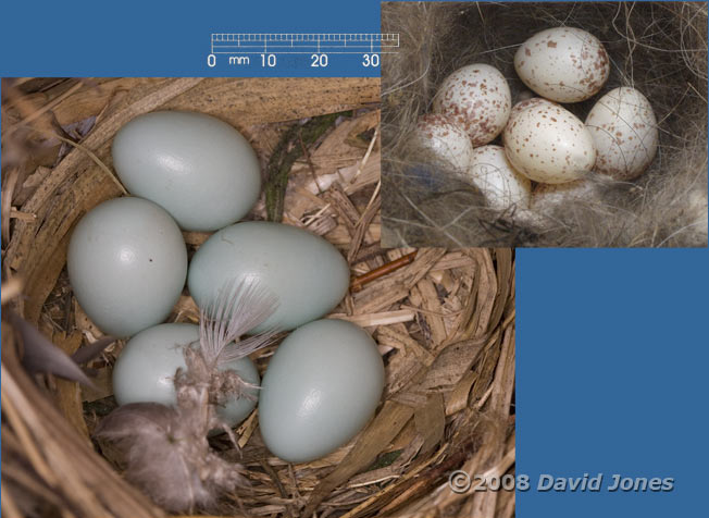 The Starling and Great Tit eggs compared