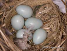The Starlings' five eggs, photographed this morning